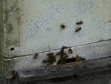 Imker kweekt bijen die resistent zijn tegen varroamijt