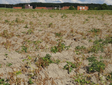 Droogte zorgt voor grote verliezen in (West-Vlaamse) landbouwsector
