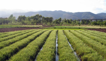 Chinese landbouwers vernietigen gewassen door streng coronabeleid