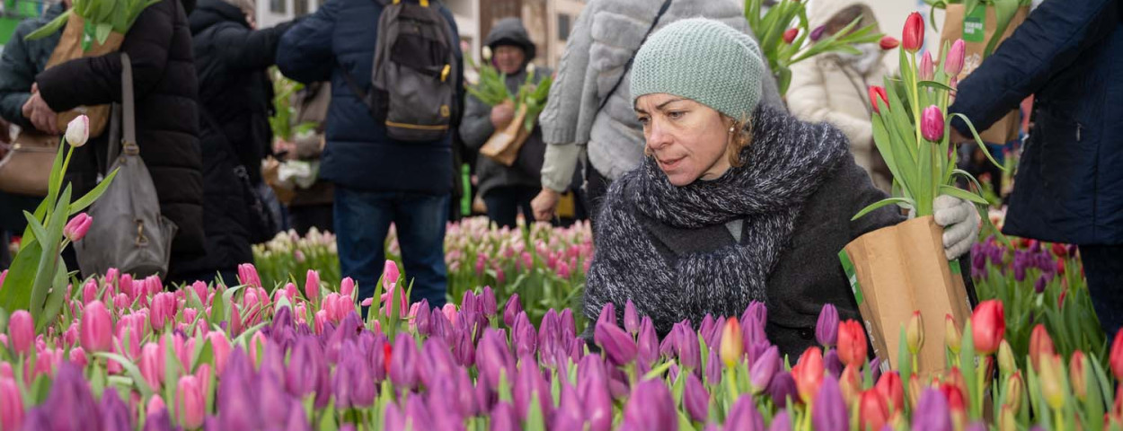 VLAM-tulpenpluktuin Antwerpen_Jerom Rozendaal