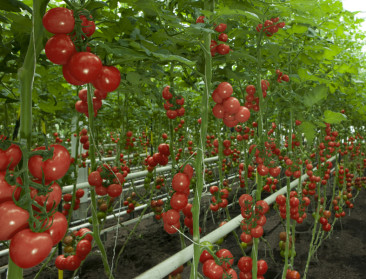 Vlaamse tomatentelers voelen langer concurrentie uit het buitenland