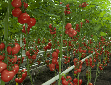 Zonnebrand, aangepaste plukuren en prijsdruk: Hete dagen laten groente- en fruittelers niet onberoerd