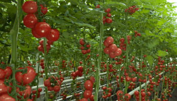 Zonnebrand, aangepaste plukuren en prijsdruk: Hete dagen laten groente- en fruittelers niet onberoerd