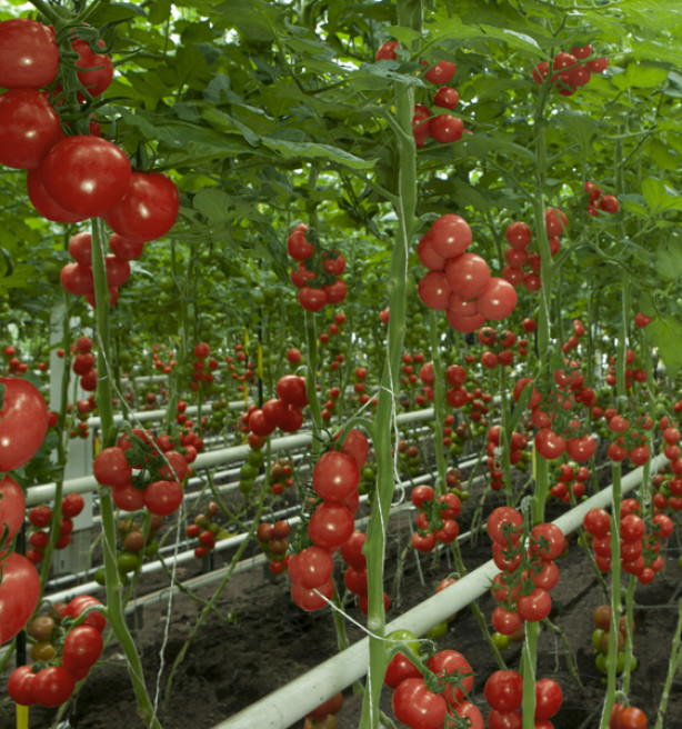 Zonnebrand, aangepaste plukuren en prijsdruk: Hete dagen laten groente- en fruittelers niet onberoerd