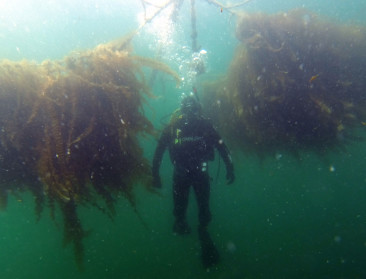 Zeewierboerderij op komst in  de Noordzee