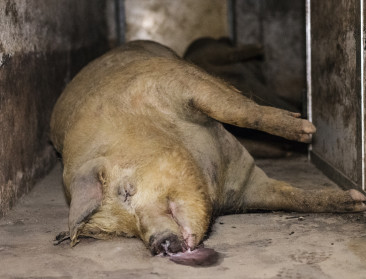 "Italiaanse varkens mishandeld voor parmaham"