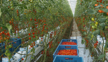 Vormt Fernand Huts met Engelse tomaten een concurrent voor Belgische telers?