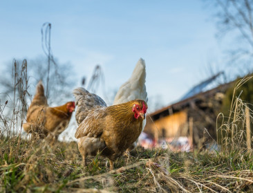 Steeds meer haarden van vogelgriep in Noord-Frankrijk en het Verenigd Koninkrijk