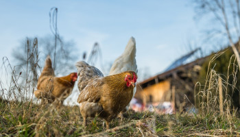 Nederlandse experts waarschuwen voor mengvorm vogel- en varkensgriep