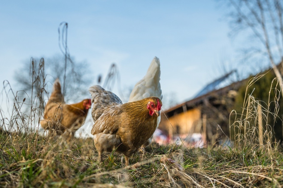 Gli esperti olandesi avvertono di mescolare l’influenza aviaria e suina