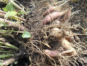 Wat eten we vanavond? Yacon!