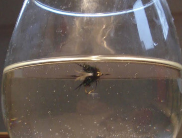 Waarom vliegen dol zijn op bier en wijn