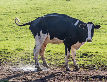 Hoge gasprijzen brengt koeienurine dichter bij sierteelt en landbouw