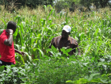 UGent rekruteert prille ideeën rond gewasbescherming