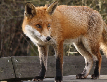 Vogelgriep aangetoond bij vossen in Friesland