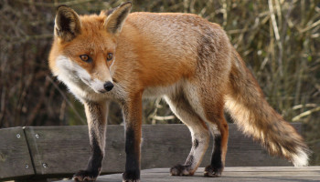 Vogelgriep aangetoond bij vossen in Friesland