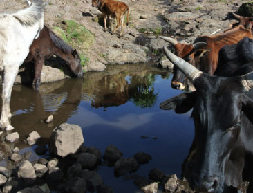FAO ontwikkelt CO2-emissiekrediet voor melkveehouderij
