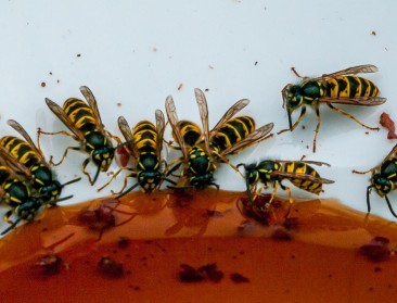 Wespen zijn veel nuttiger dan sommigen denken