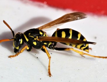 Natuurpunt springt in de bres voor onpopulair insect: "Amper wespen geteld deze zomer"