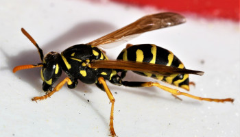 Natuurpunt springt in de bres voor onpopulair insect: "Amper wespen geteld deze zomer"