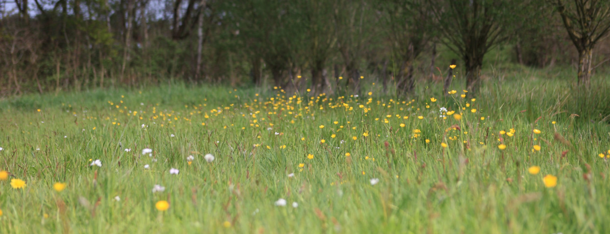 extensief grasland