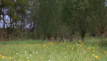 Boerenbond hekelt onduidelijkheden over kaartlagen in verzamelaanvraag 2026