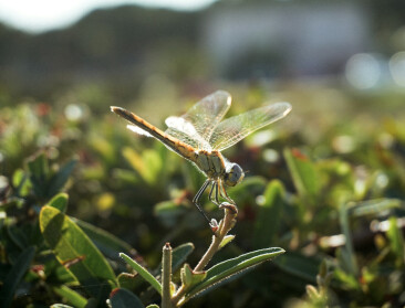 Biodiversiteitscoalitie roept in campagne op tot ambitieus natuurherstelplan