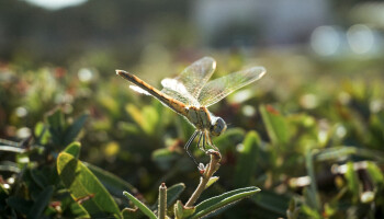 Biodiversiteitscoalitie roept in campagne op tot ambitieus natuurherstelplan