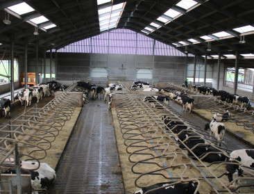 Gaan grootschaligheid en dierenwelzijn samen?