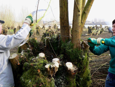 Landschapsbeheer in ruil voor hout is succesformule
