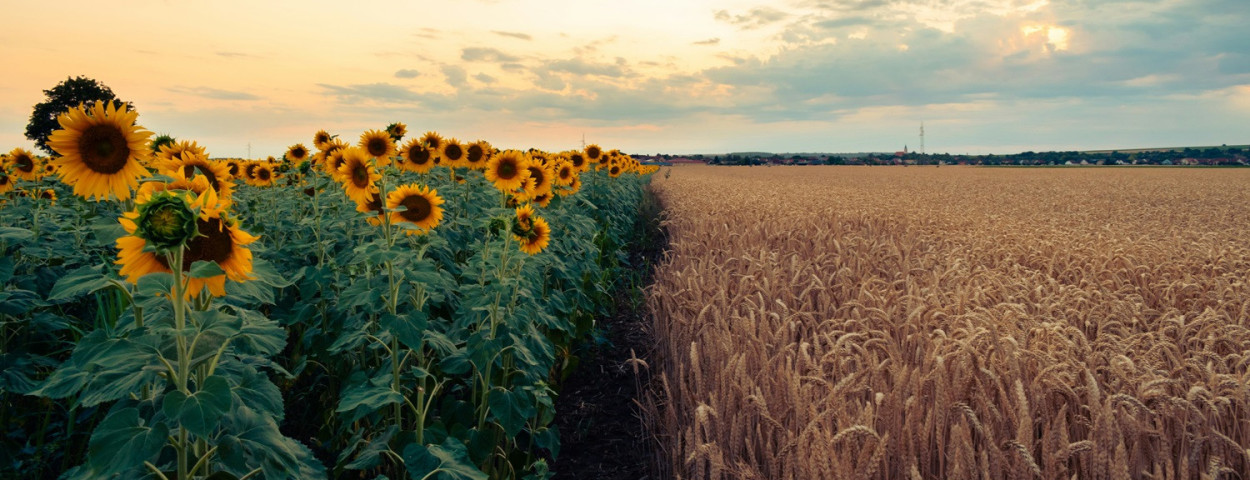 landbouwlandschapzonnebloemgraan