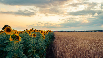 Mansholtlezing WUR: 5 dilemma’s over toekomstig landgebruik in EU