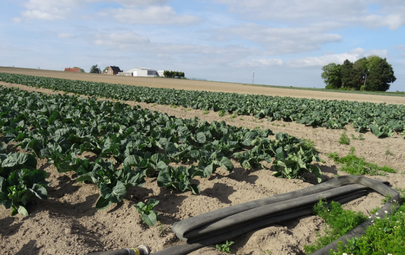 Gewasrotatie: wat zijn de verplichtingen?