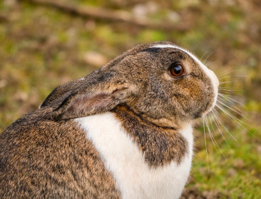 Minister Weyts reikt voor de derde keer Vlaamse Dierenwelzijnsprijzen uit
