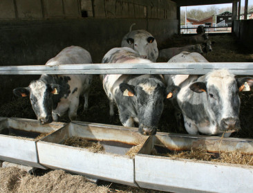 Belbeef verplicht verdoofd slachten