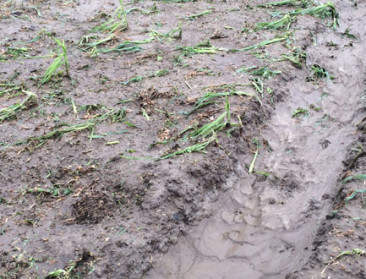 Sint-Truiden en Wellen meten schade van 23 juni op