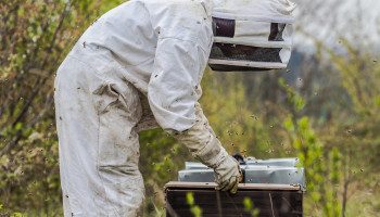 Honeybee Valley bestaat 10 jaar: “Stilaan een vaste waarde in Vlaams imkerlandschap”
