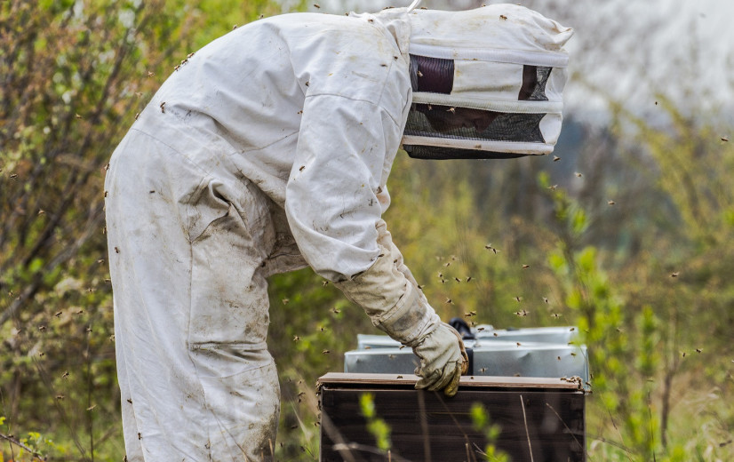 Eén op vijf bijenvolken al vóór de winter verdwenen door Aziatische hoornaars, helft van de imkers wil stoppen