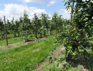 "Milieu-impact bio-appels wordt doorgaans overschat"