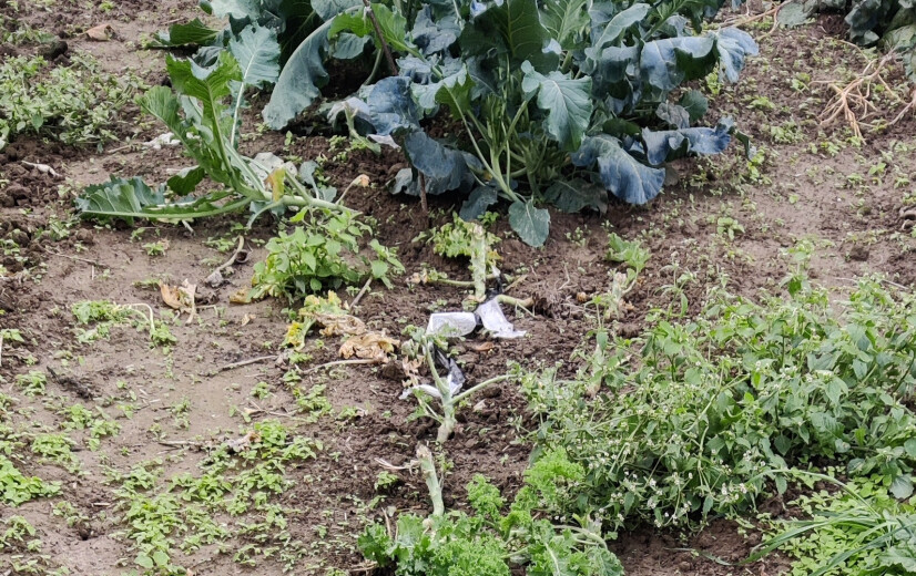 Moeskopperij blijft een plaag voor landbouwers: “Als je ze niet op heterdaad betrapt, kan je weinig doen”