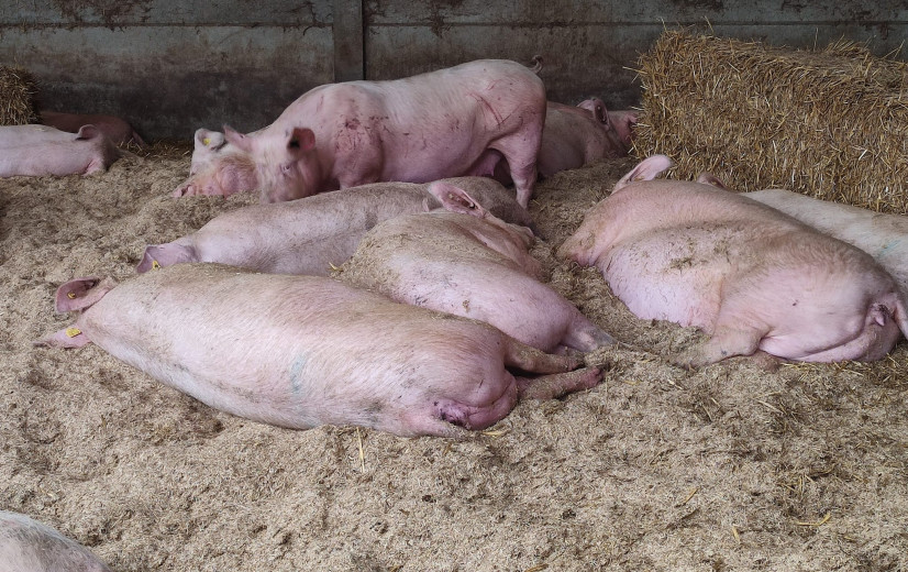 Waalse landbouwer start met proefproject om groene energie op te wekken uit varkensurine