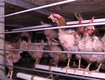 LTO Nederland wil maatregelen tegen undercoverbeelden