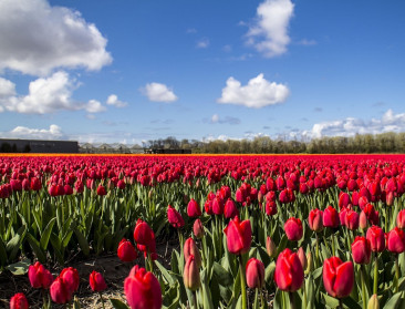 Tegenvallende oogst weegt op Nederlandse tulpenexport
