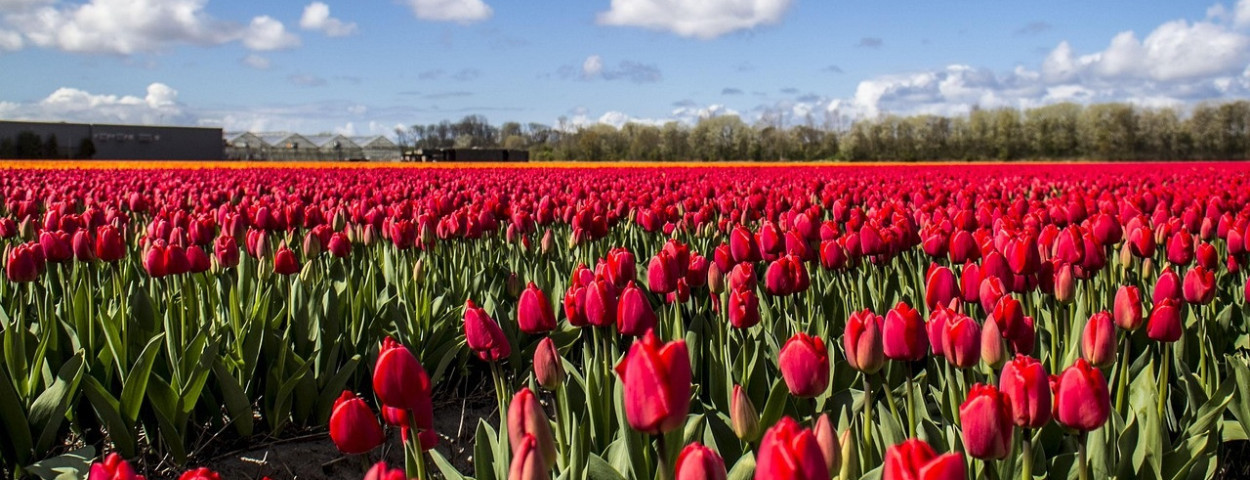 tulpenveld
