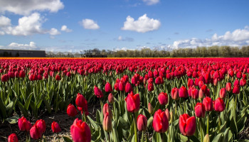 Tegenvallende oogst weegt op Nederlandse tulpenexport