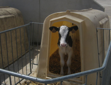 PO's krijgen in de zuivelsector specifieke invulling