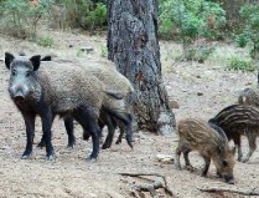Hebben illegaal uitgezette evers AVP veroorzaakt?