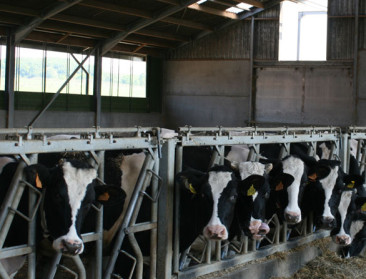 Oproep aan rundveehouders: meld de tussentijdse reductie van 5% tegen 31 maart 2026