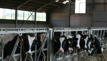 Oproep aan rundveehouders: Meld de tussentijdse reductie van 5% tegen 31 maart 2026