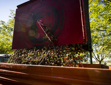 Geen Belgische walnoten in de winkel dit jaar